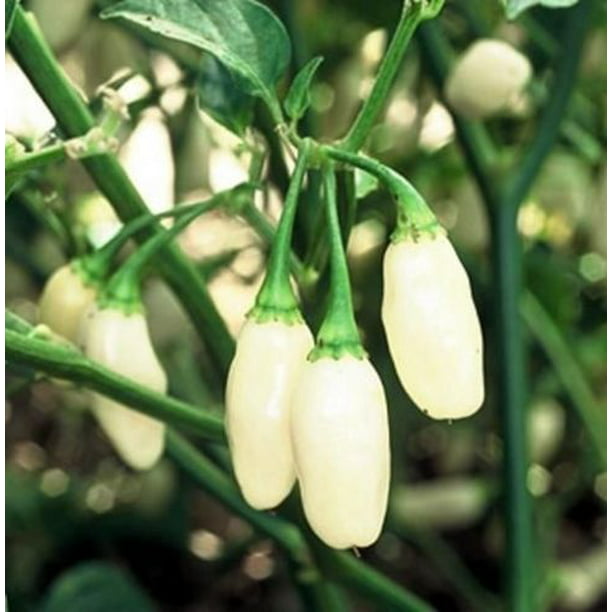 seeds 10 Habanero White Giant Chili Heirloom Vegetable Seeds!